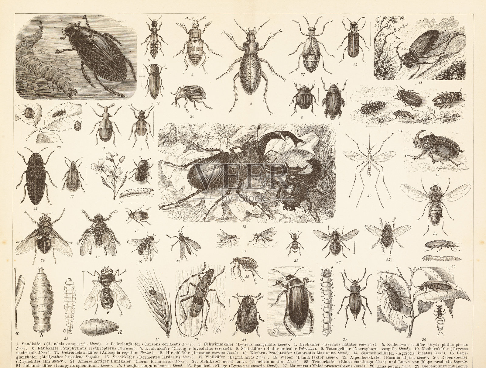 不同的昆虫，牡鹿甲虫和苍蝇插图设计元素图片