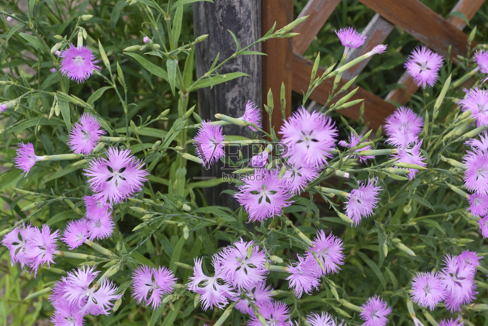 花坛里开着粉红色的花。瞿麦。照片摄影图片