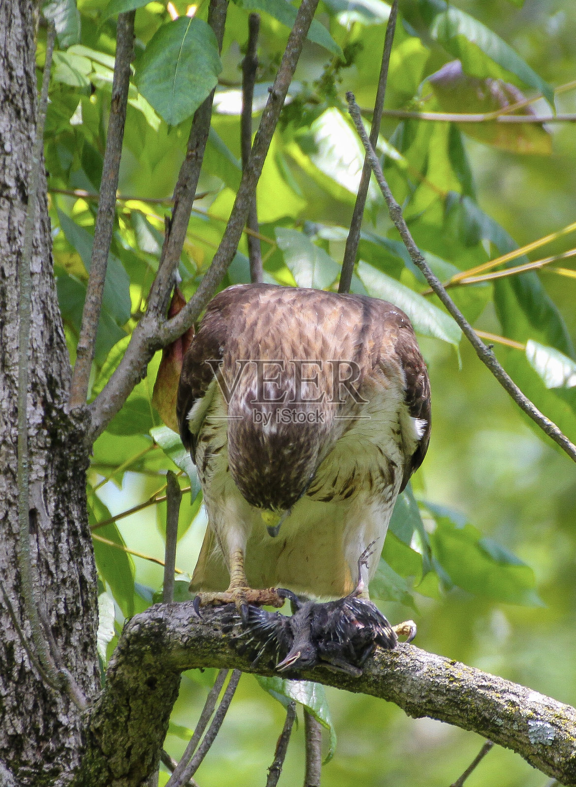 了午餐照片摄影图片