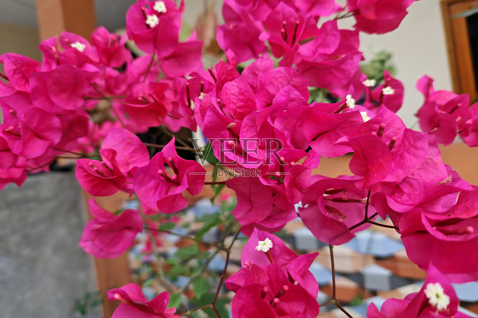 九重葛花(Bougainvillea sp.)隶属于龙葵科石竹目。这朵花的颜色是红色的。照片摄影图片