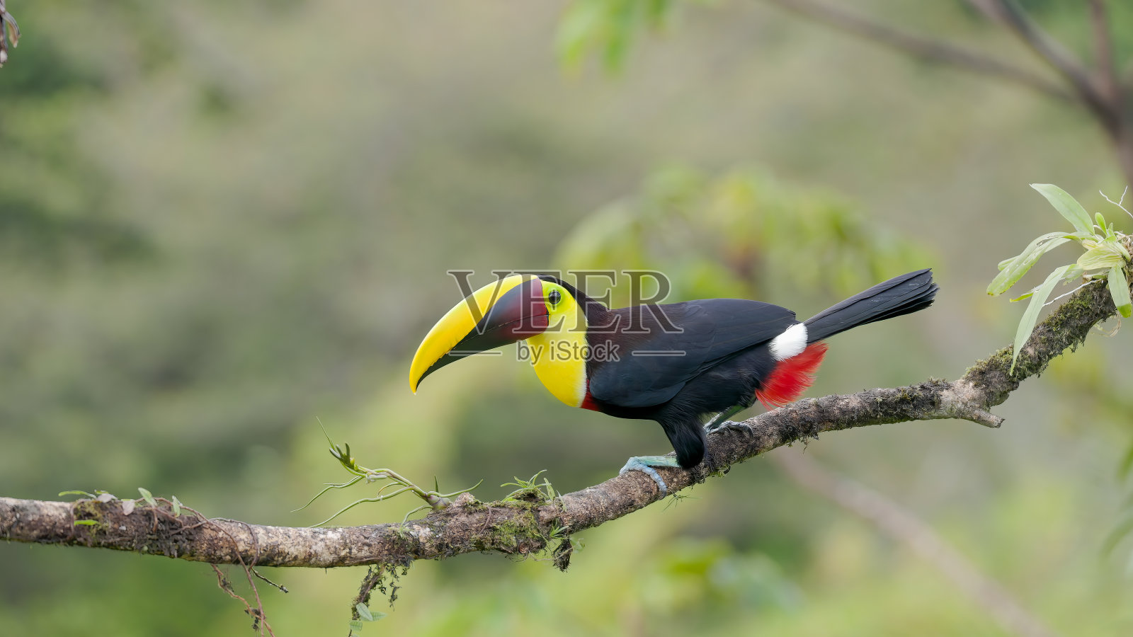 一只黄喉巨嘴鸟栖息在树枝上的侧视图照片摄影图片