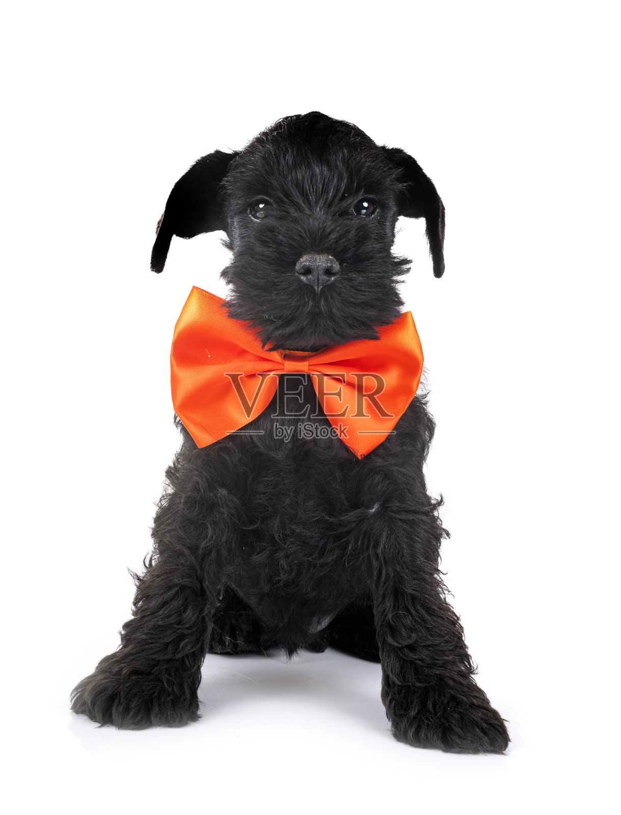 迷你雪纳瑞在工作室照片摄影图片