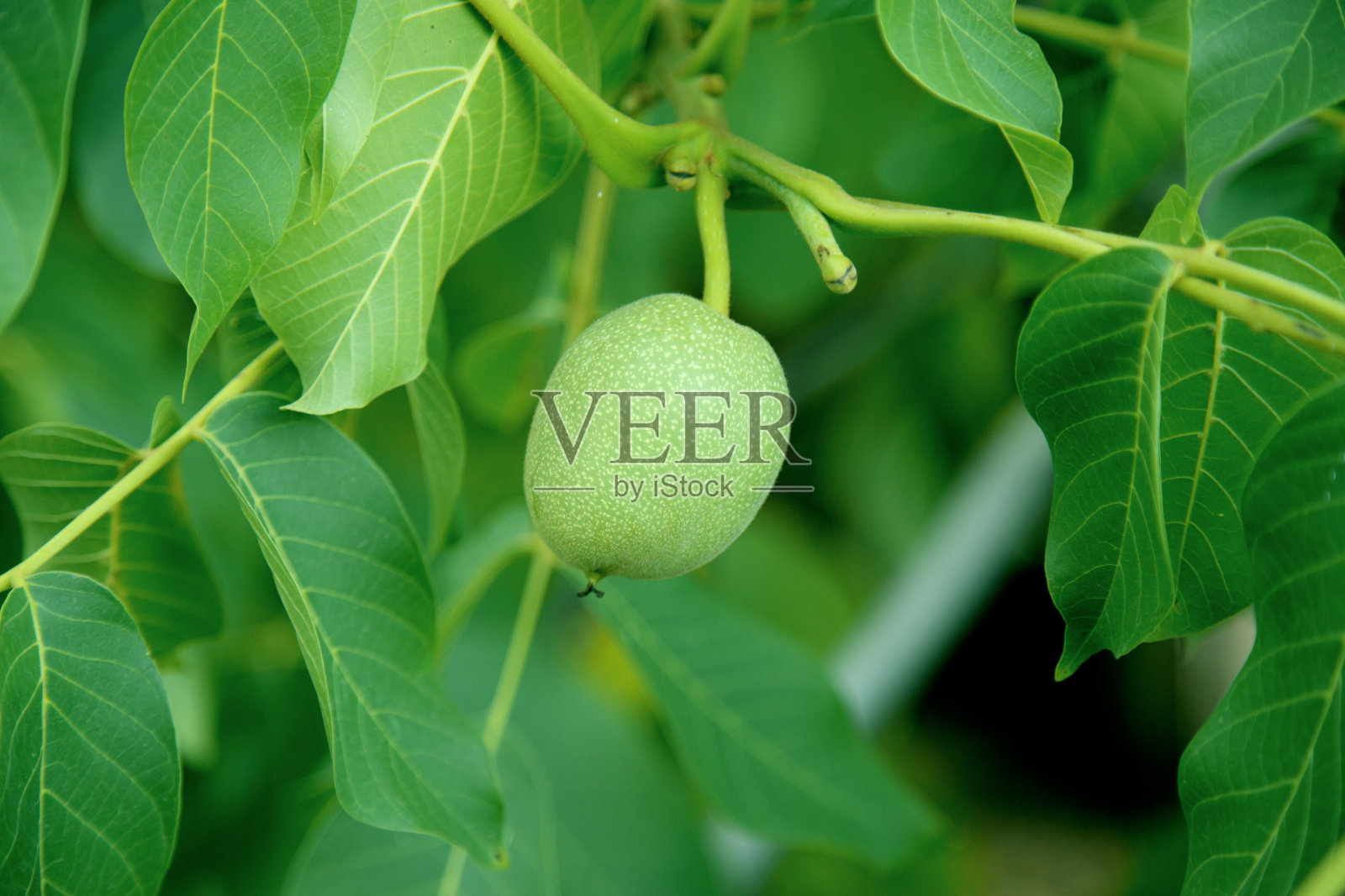 树上的绿壳核桃照片摄影图片