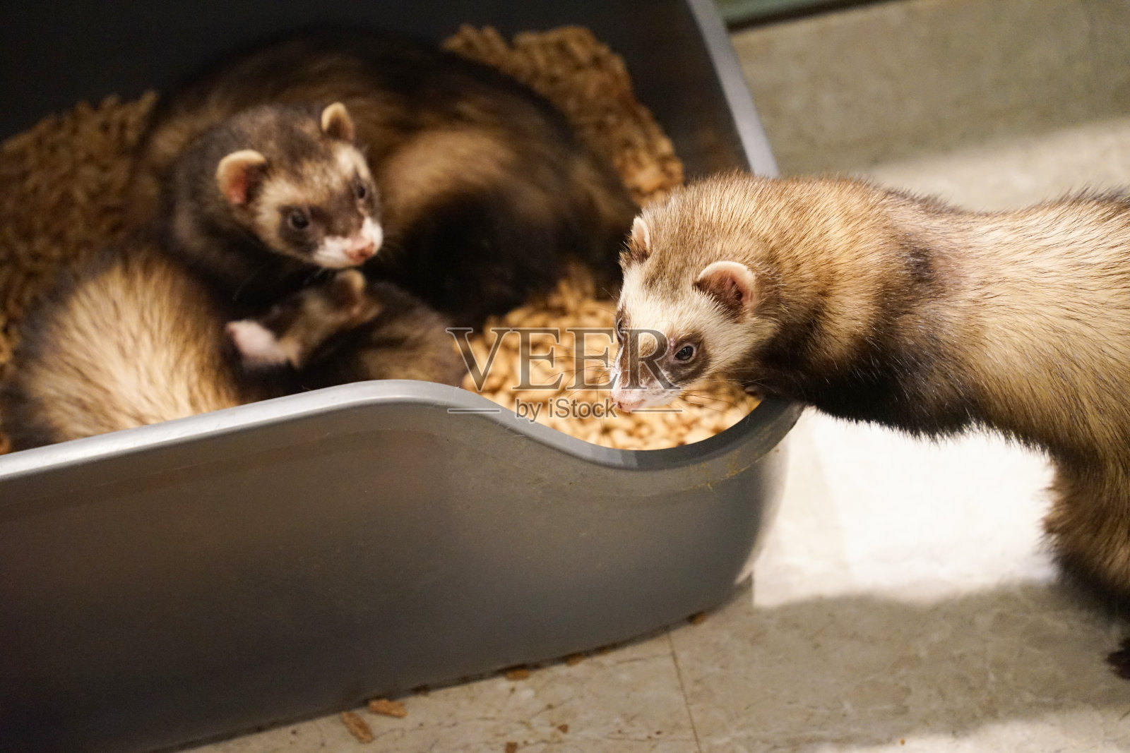 一幅动物雪貂的照片照片摄影图片