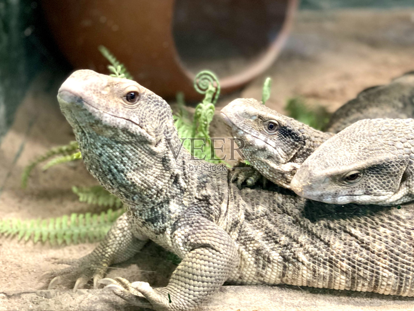 一张照片上两只蜥蜴一起坐在地上，有两只蜥蜴一起坐在地上照片摄影图片