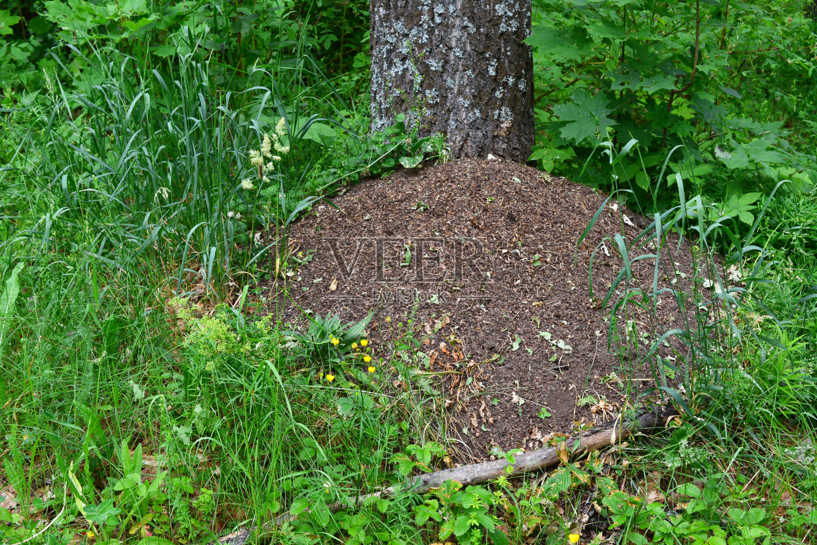 森林里的蚁丘四周长满了绿草，凑近看照片摄影图片