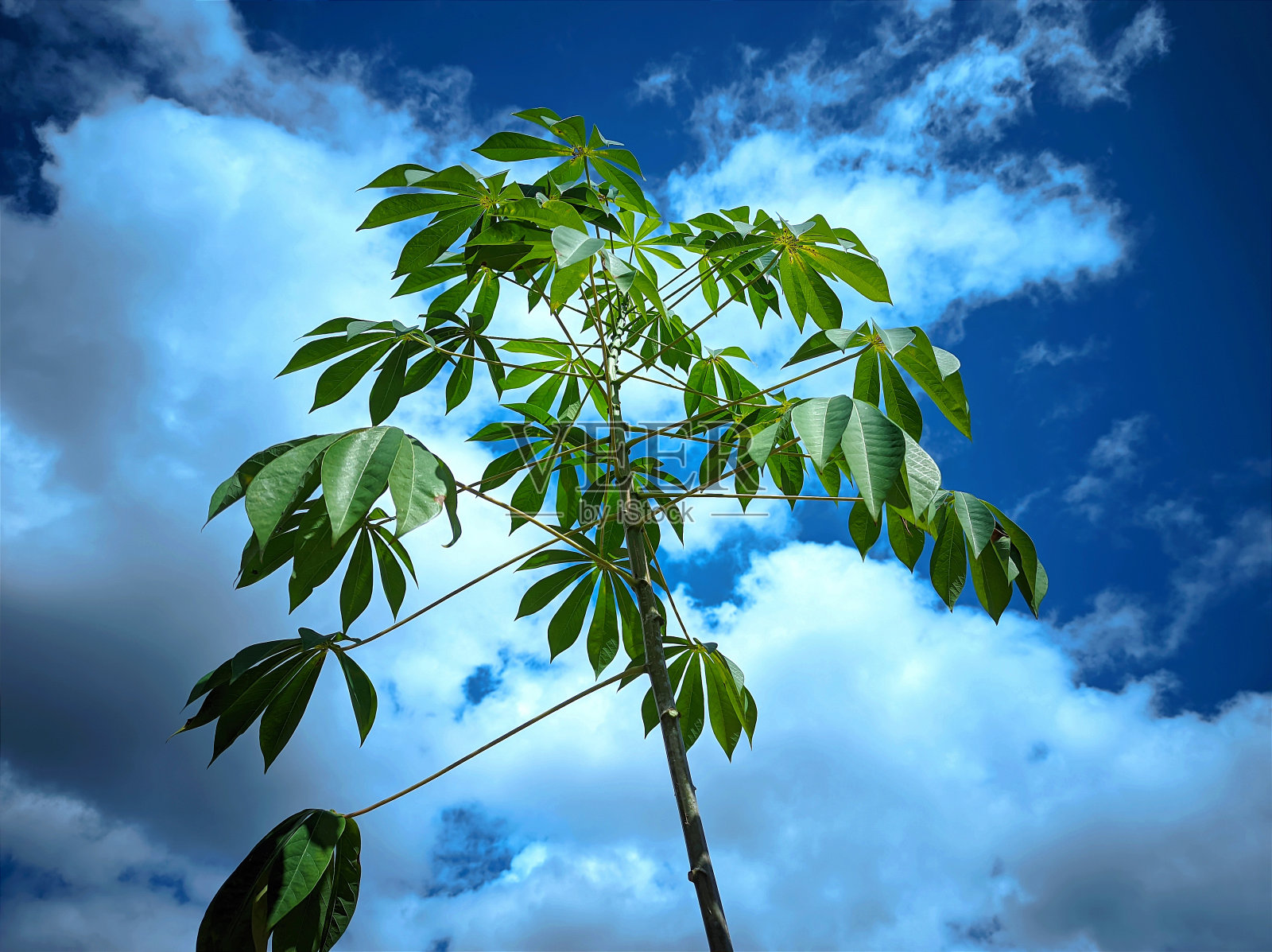木薯叶的照片，以晴朗的天空为背景照片摄影图片