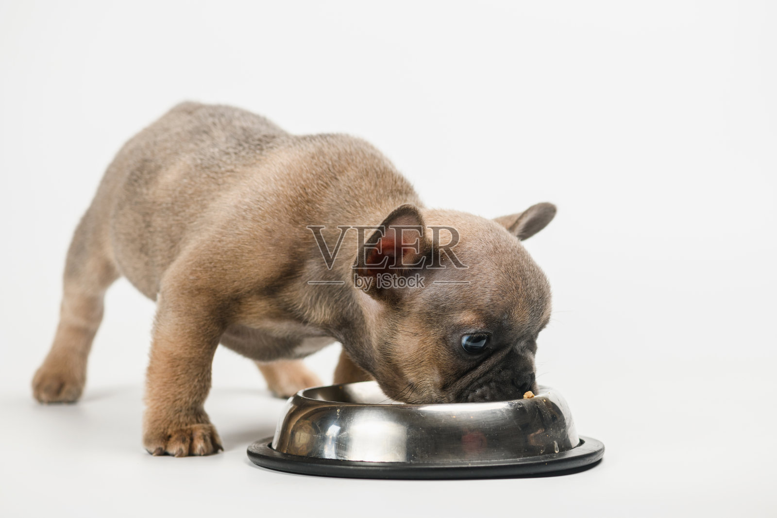 法国斗牛犬小狗吃他的金属碗。照片摄影图片