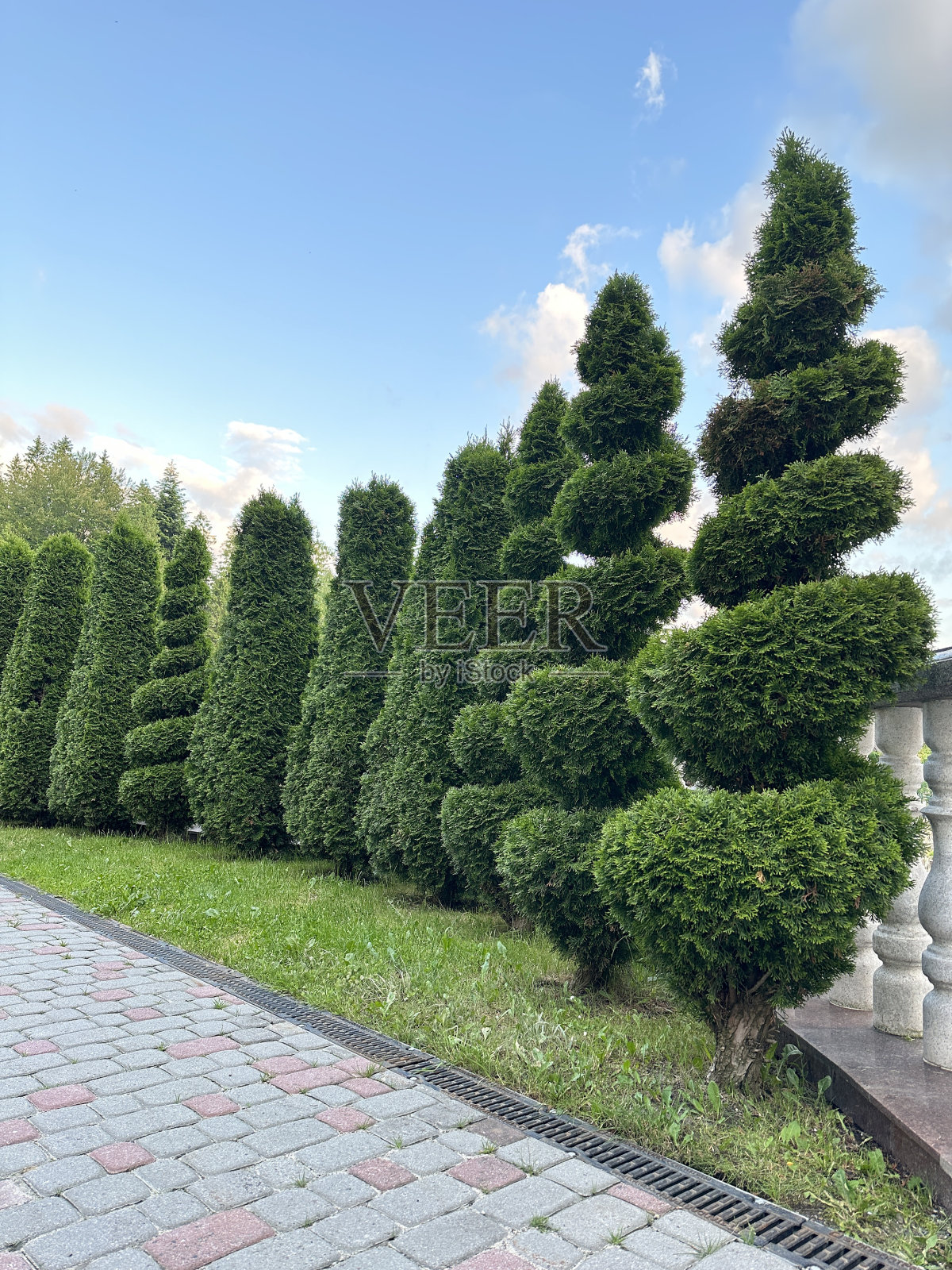 修剪过的紫花盆景。剪影，绿色空间。螺旋树栽成一排。照片摄影图片