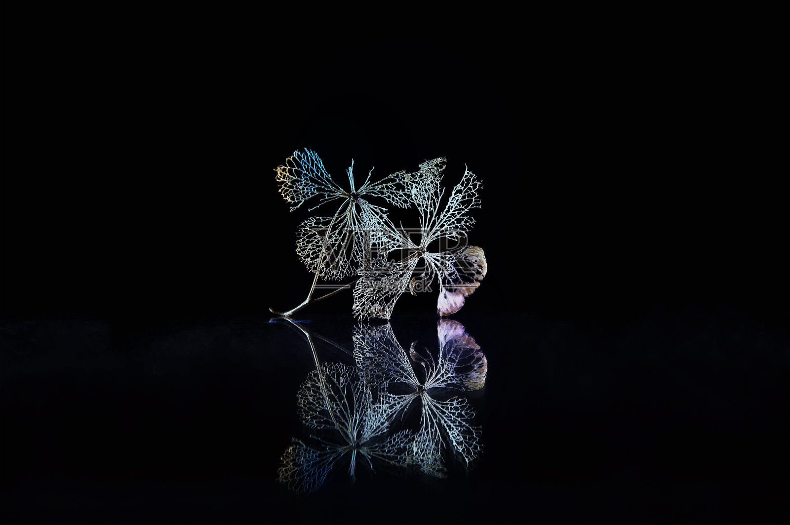 绣球花干照片摄影图片