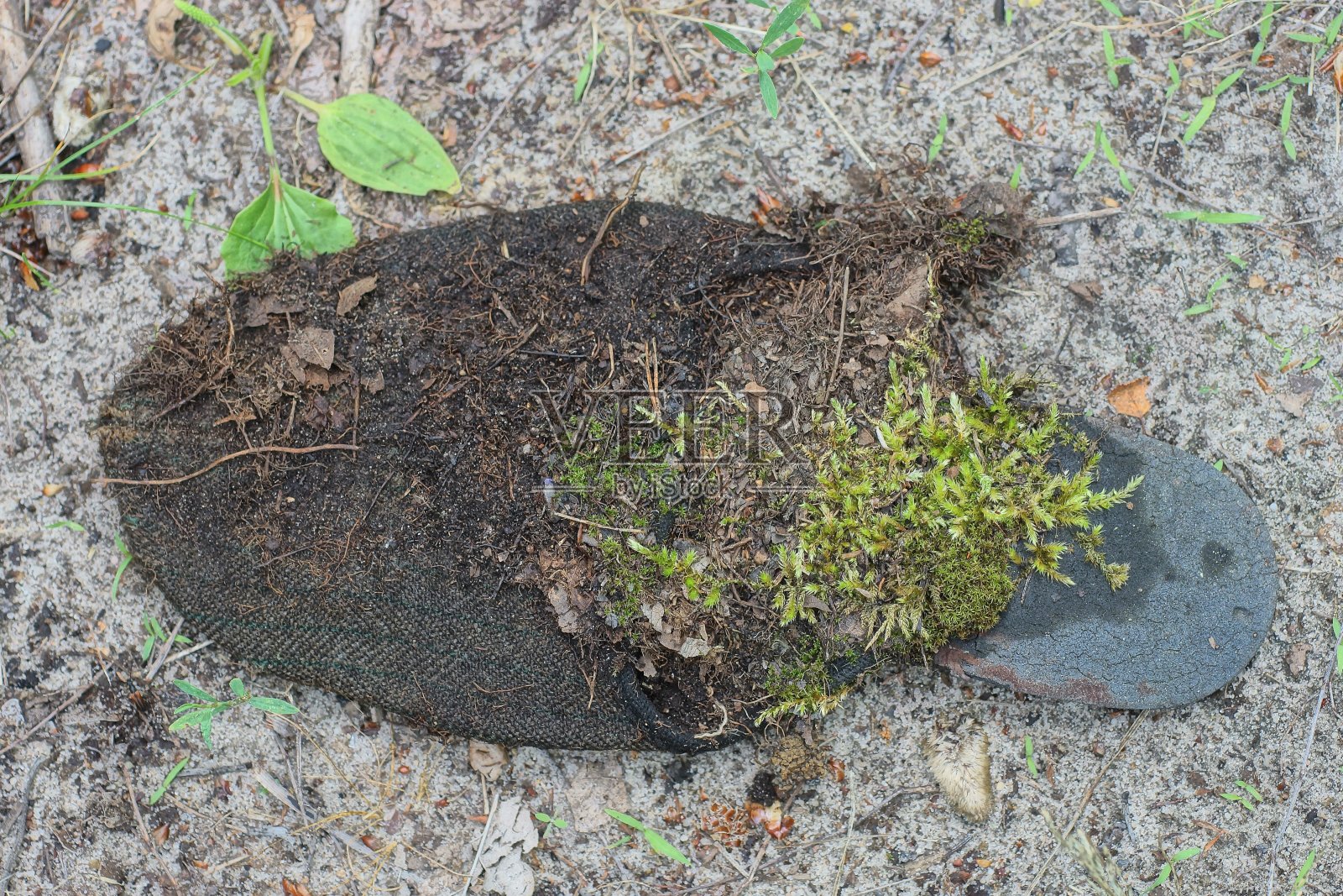 一只又黑又脏的旧拖鞋，织物上长满了青苔照片摄影图片