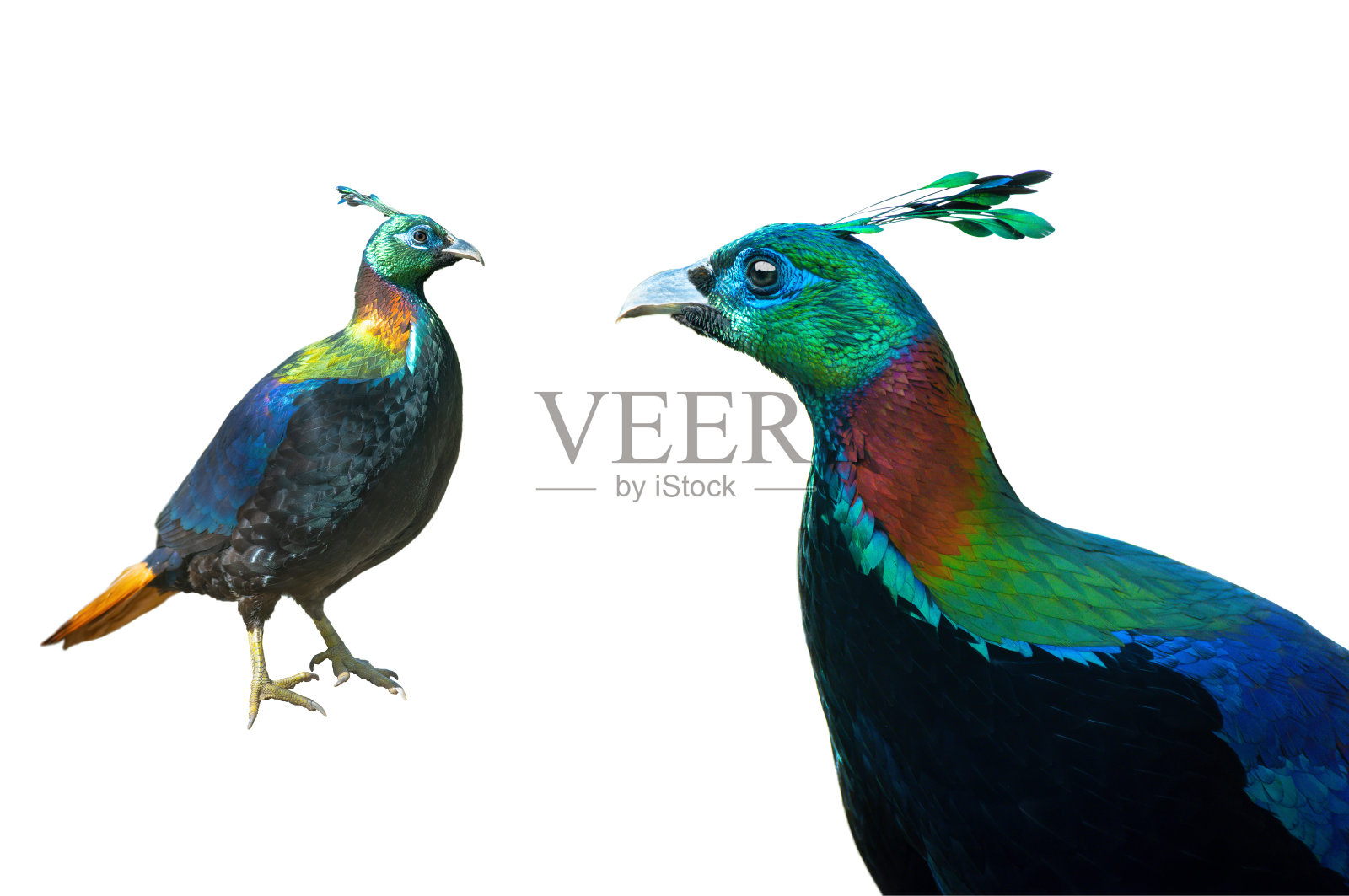 在白色背景上分离的喜马拉雅或impejanus (Lophophorus impejanus)照片摄影图片