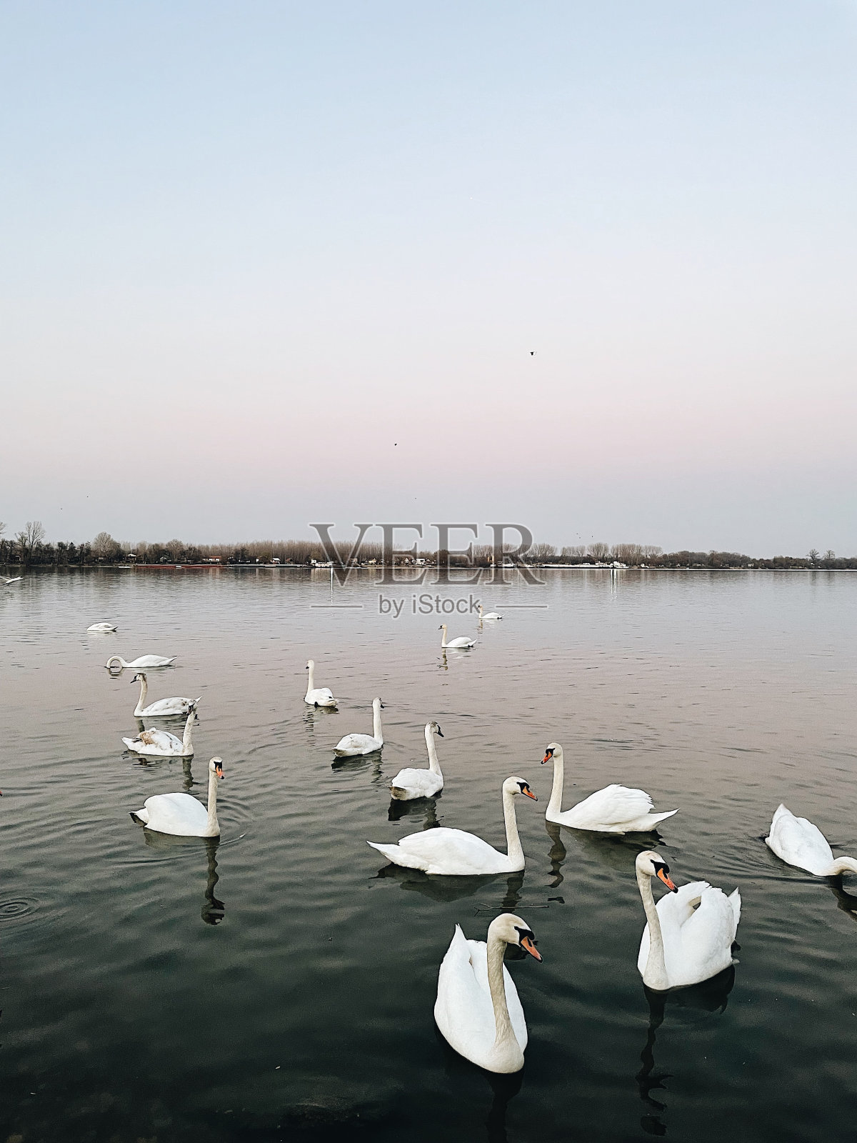 天鹅湖照片摄影图片