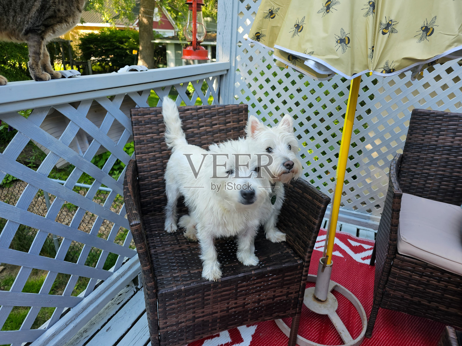 西裤放在椅子上。照片摄影图片