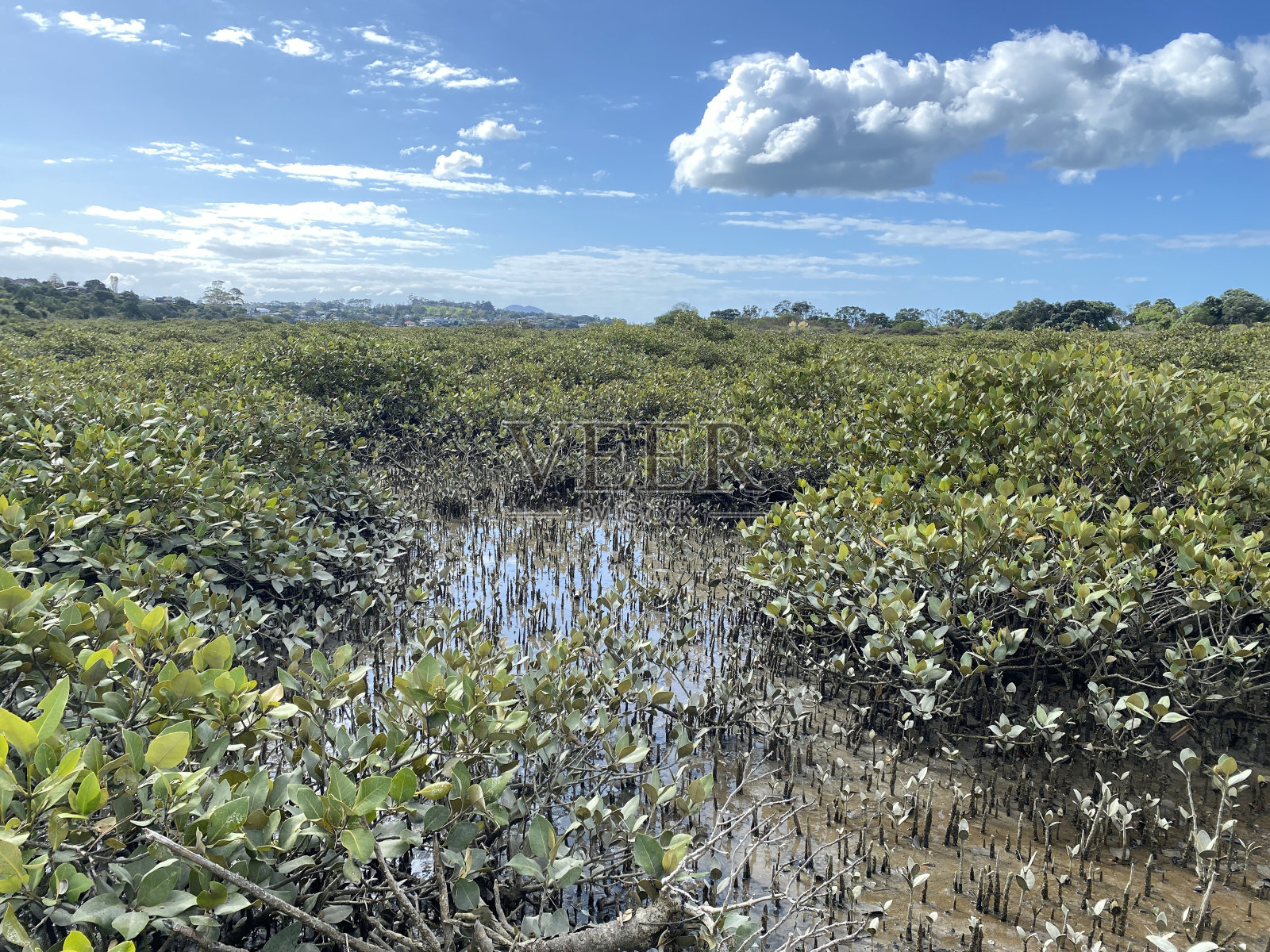 绿色的小红树和气团——根部自下而上生长以进行气体交换。在新西兰沿海海道种植红树林照片摄影图片