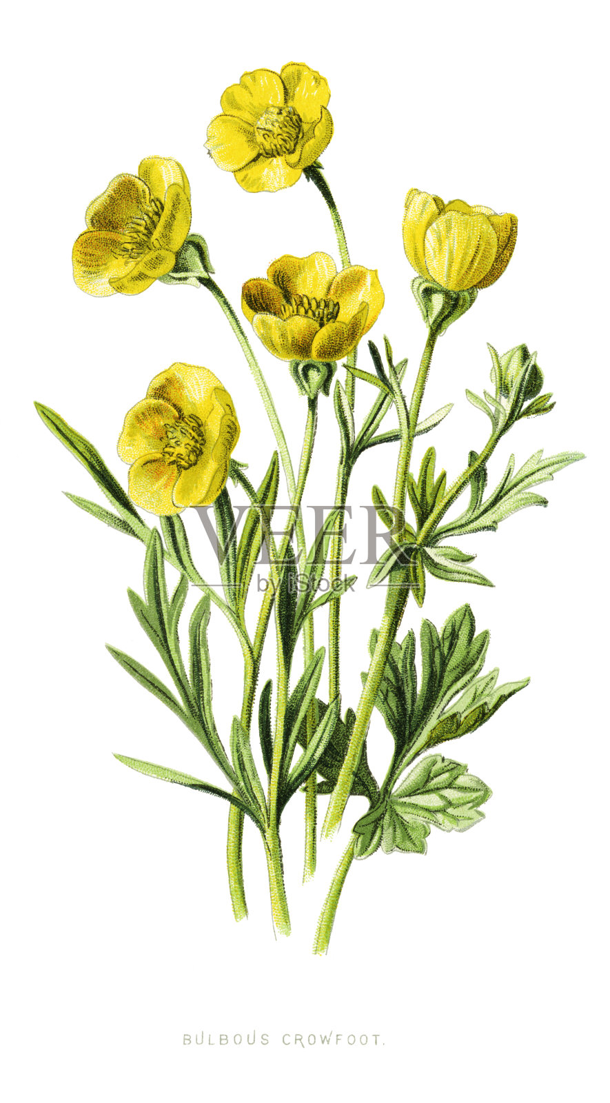 球根吊索插画图片素材