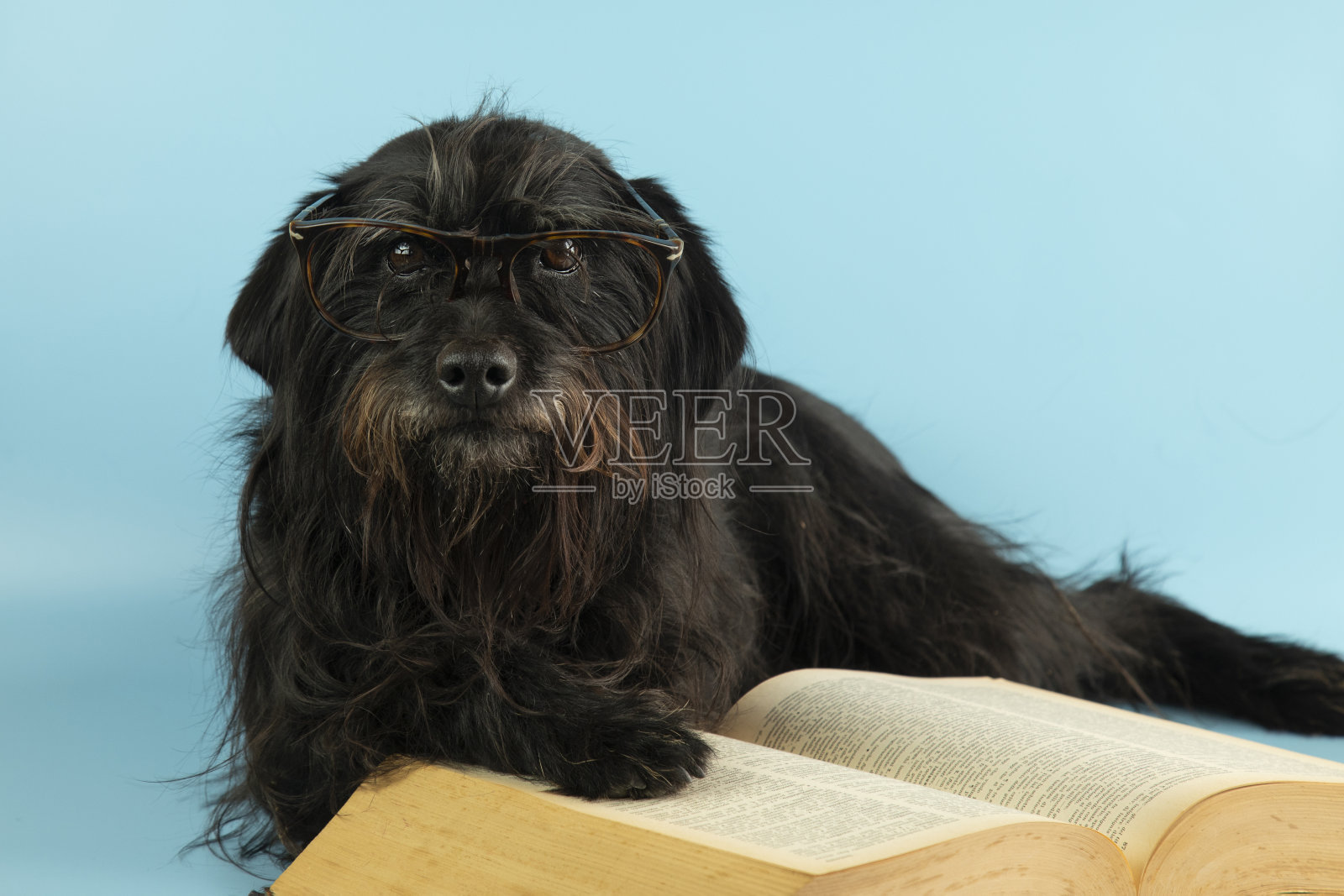 戴眼镜的搞笑雪纳瑞在读一本厚厚的书