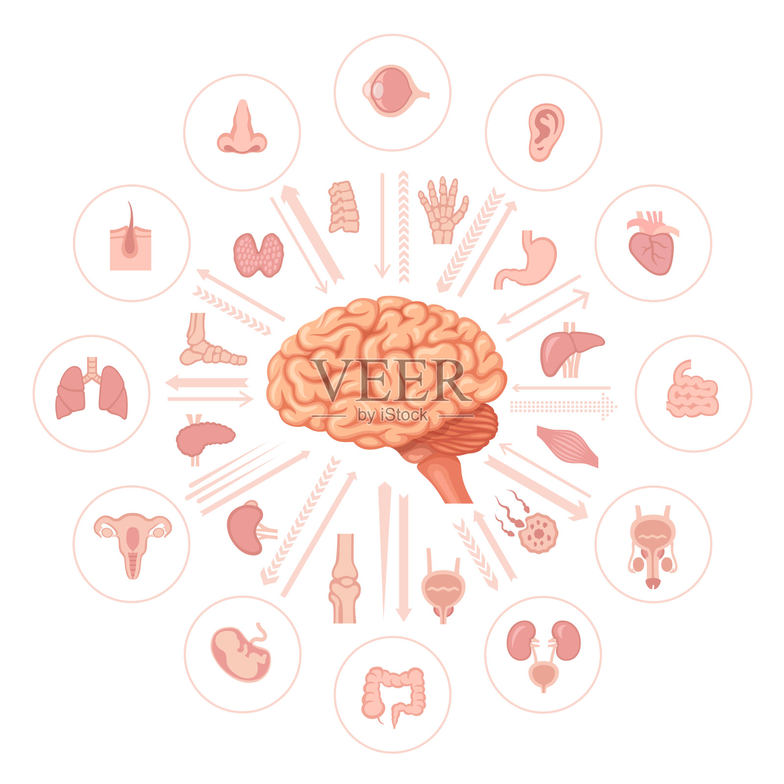 人类大脑的向量。内部器官。插画图片素材