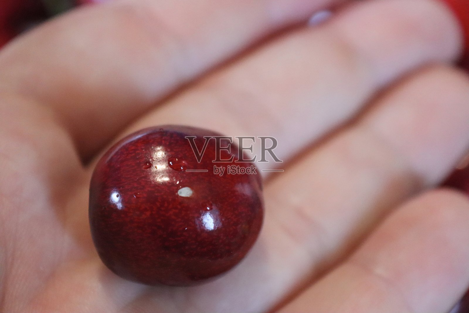 里面有虫子的樱桃照片摄影图片