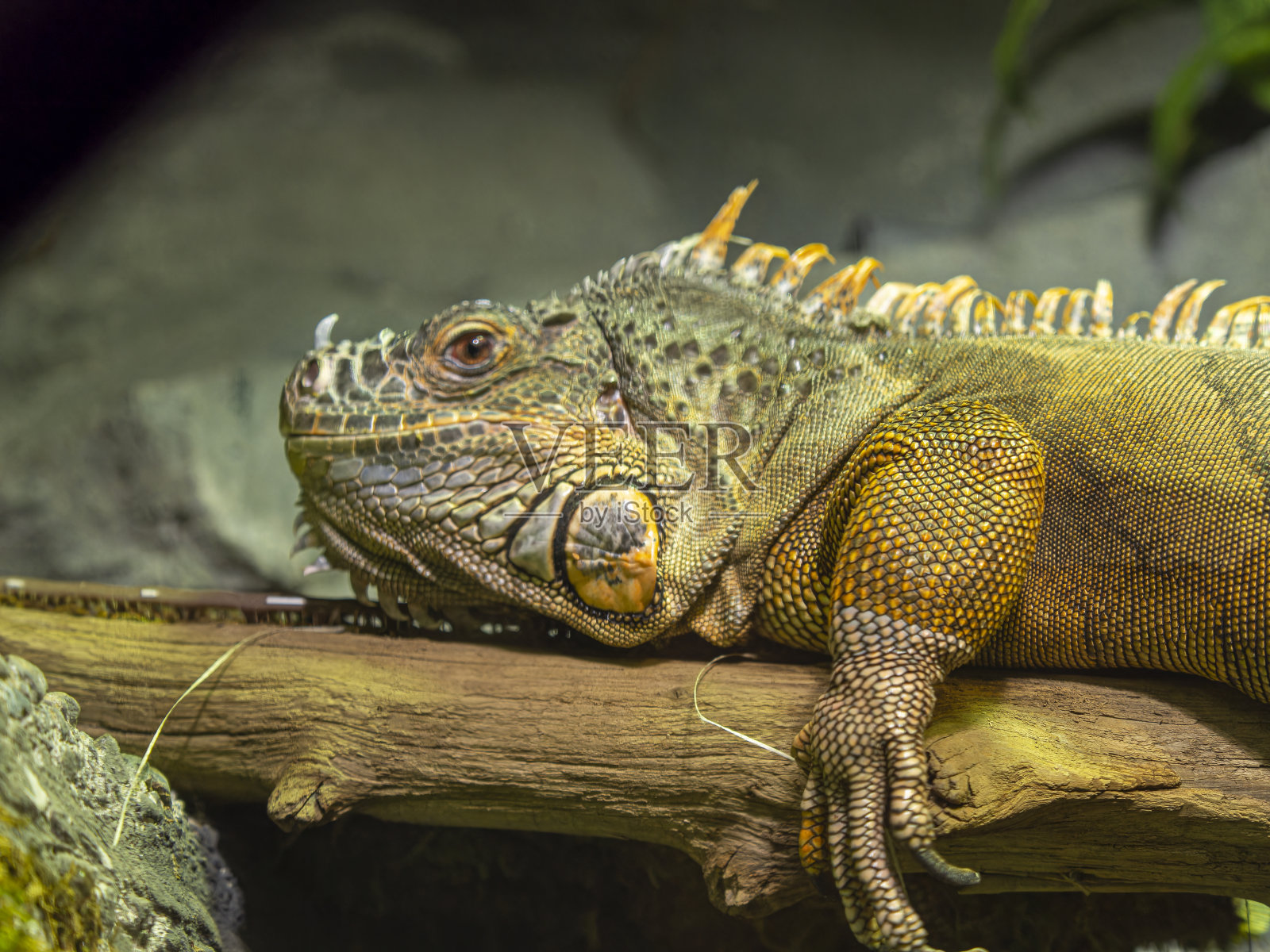 温哥华夏季水族馆照片摄影图片