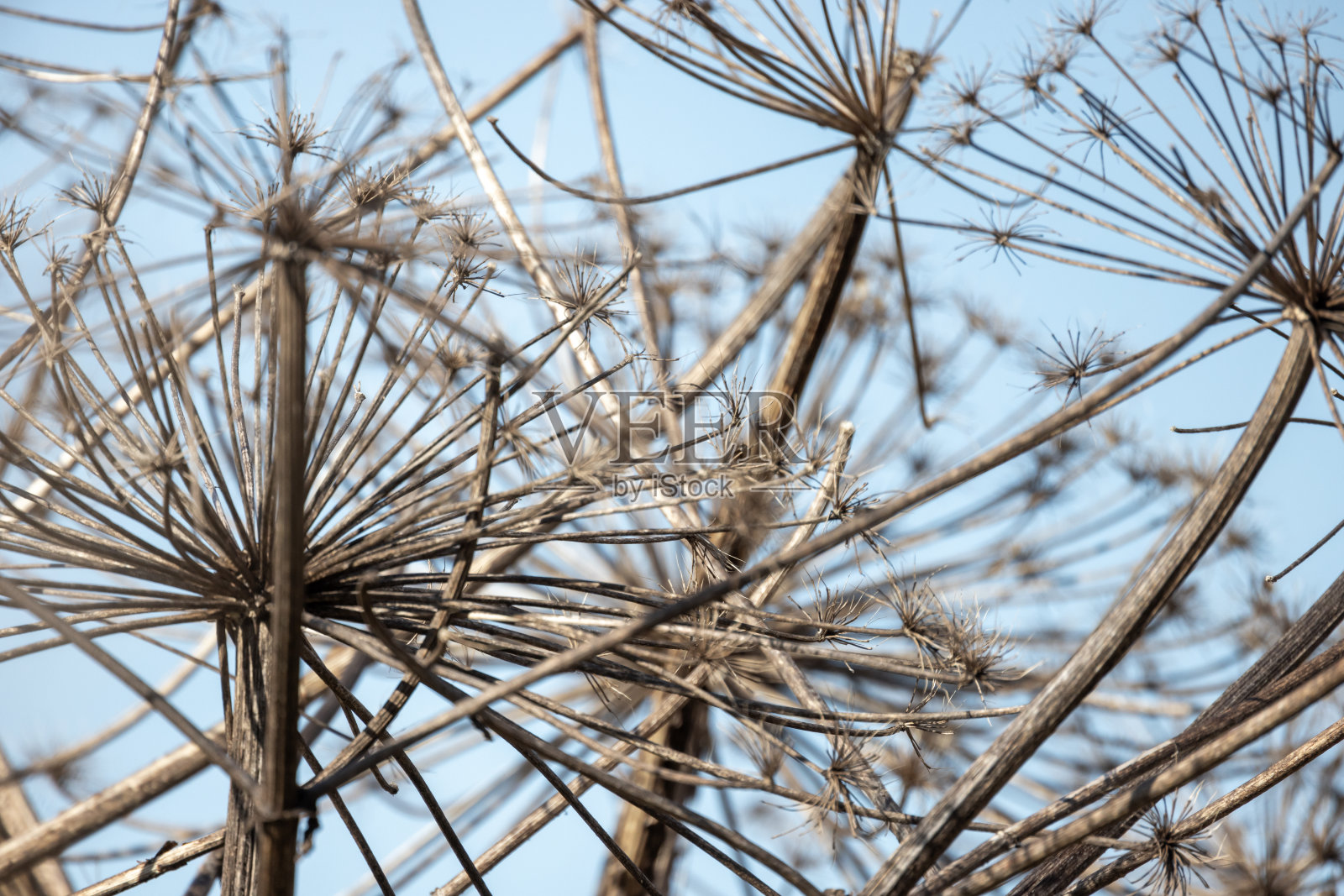 冬日里干枯的伞花，自然的抽象照片照片摄影图片