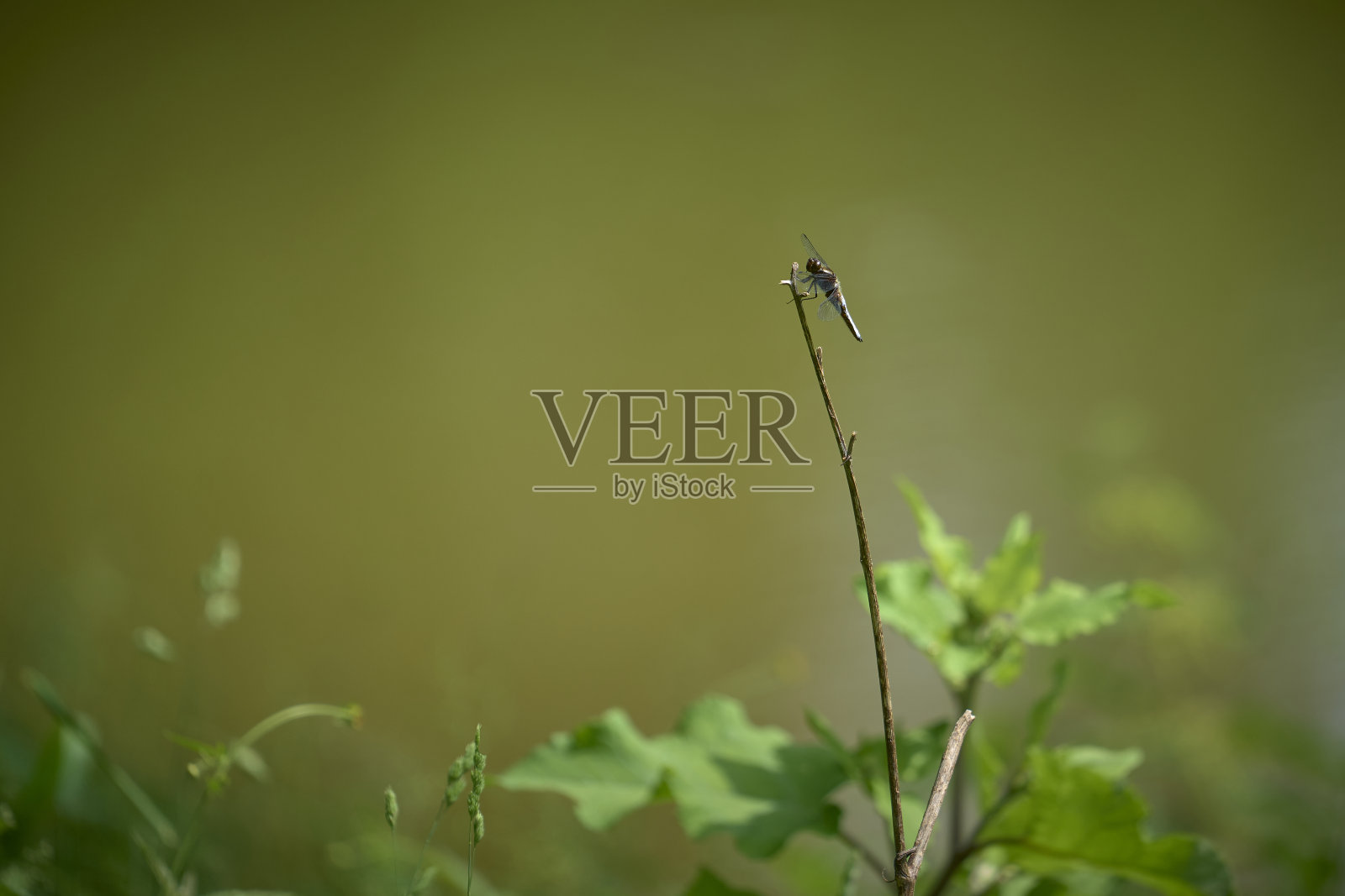 树枝上的蜻蜓照片摄影图片