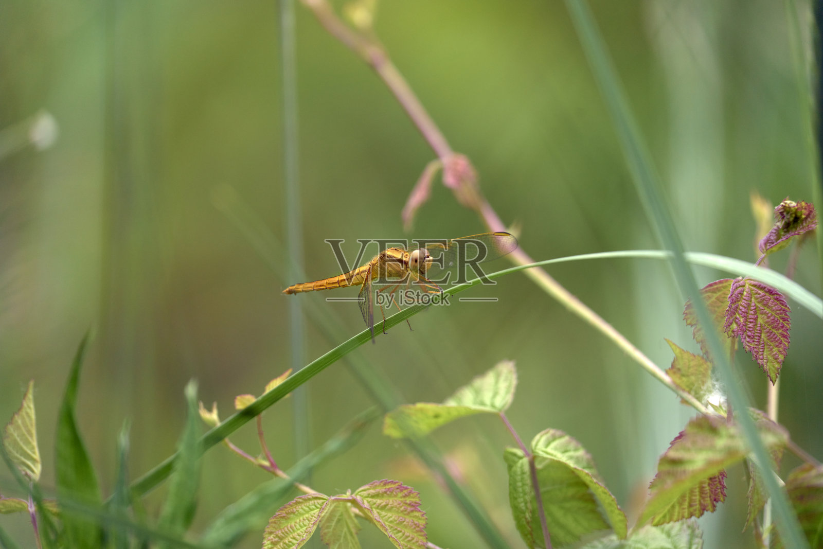 树枝上的蜻蜓照片摄影图片