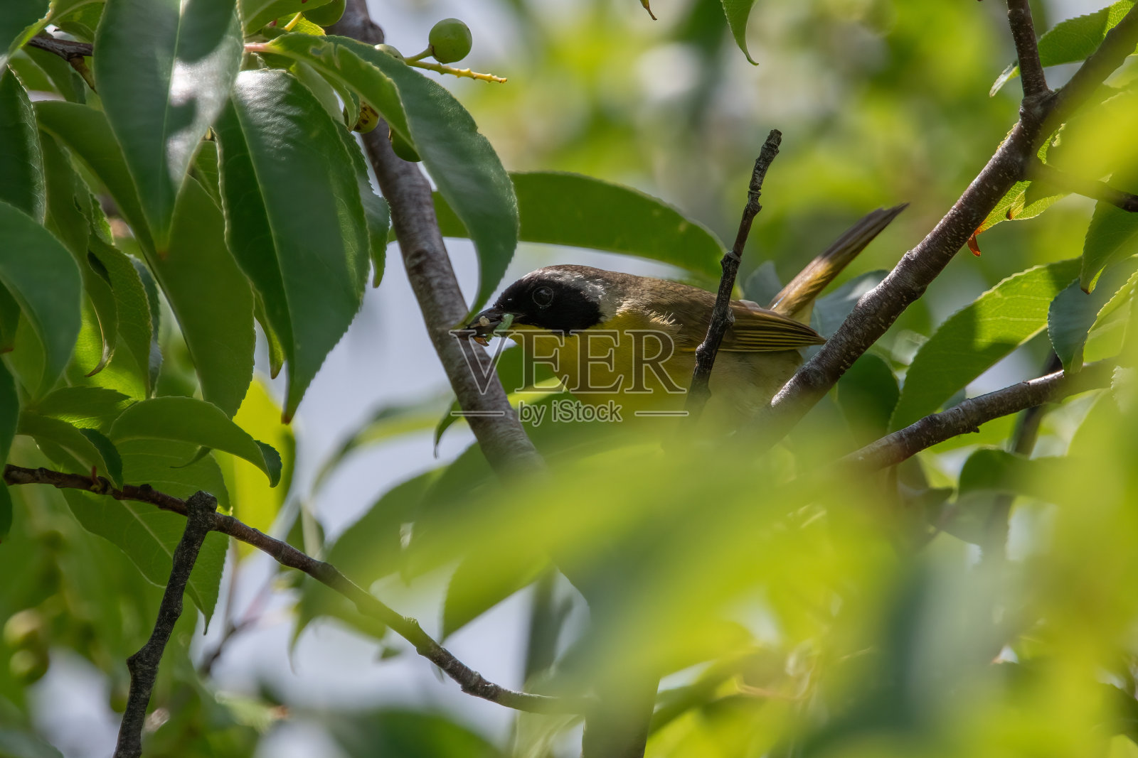 雄树常见黄喉照片摄影图片