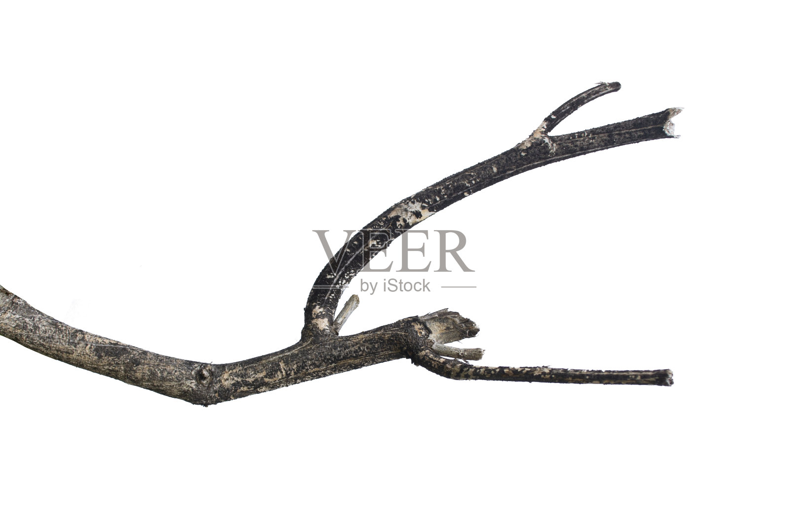 枯死的树枝，干枯的树枝，干枯的树枝，黑树皮裂开。照片摄影图片