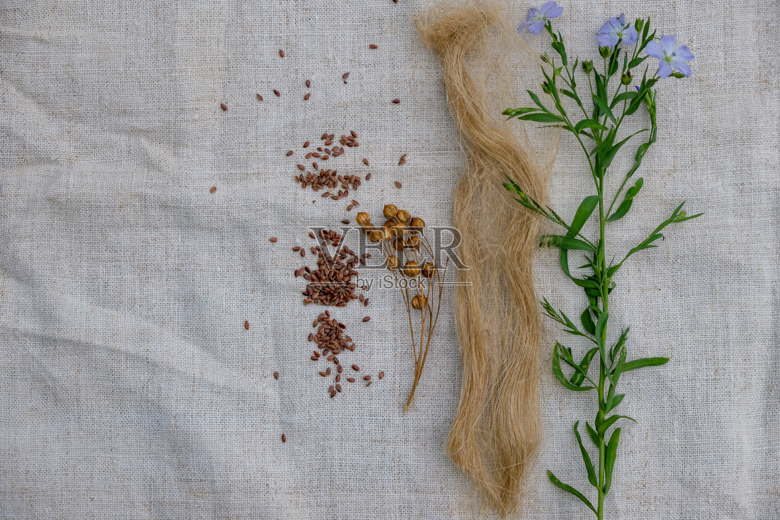 开花的亚麻，亚麻籽荚，亚麻束在亚麻布上。照片摄影图片