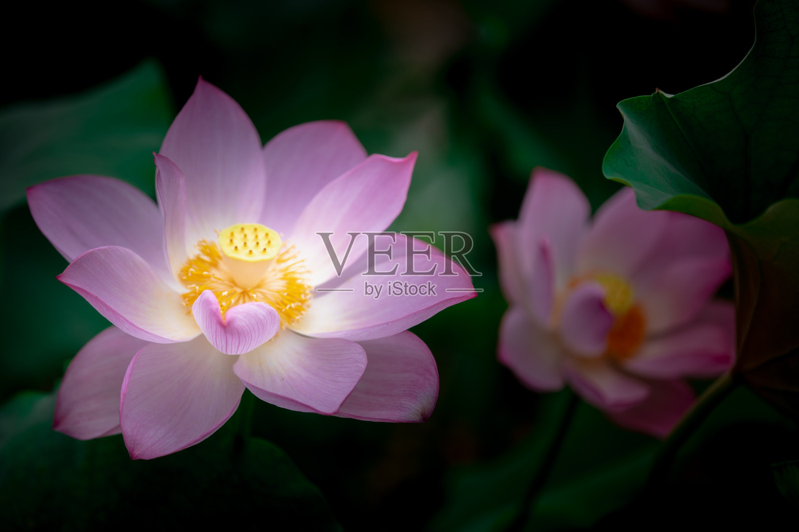 莲花照片摄影图片