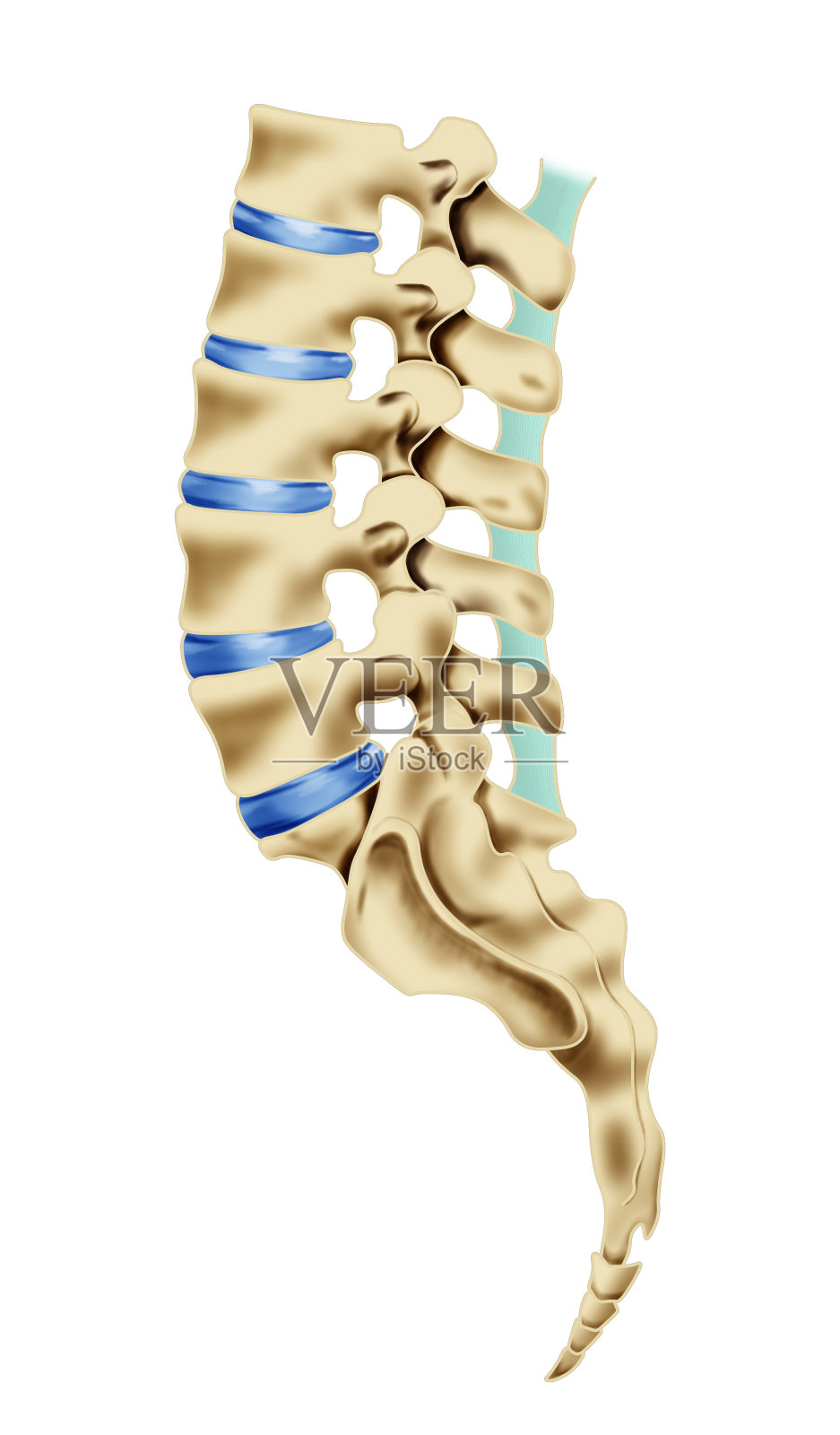 腰椎、骶骨、尾骨图示插画图片素材