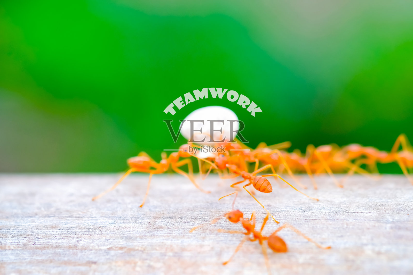 模糊的红蚂蚁携带白糖照片摄影图片