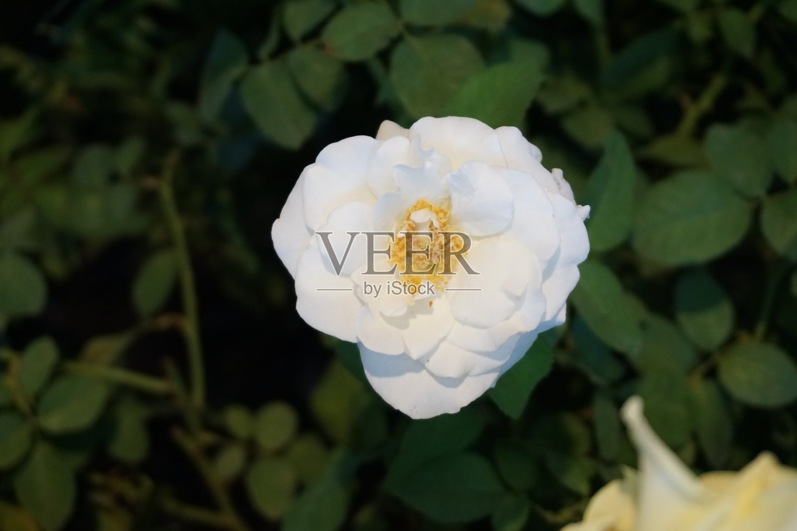 春天花园里盛开着美丽的玫瑰。照片摄影图片