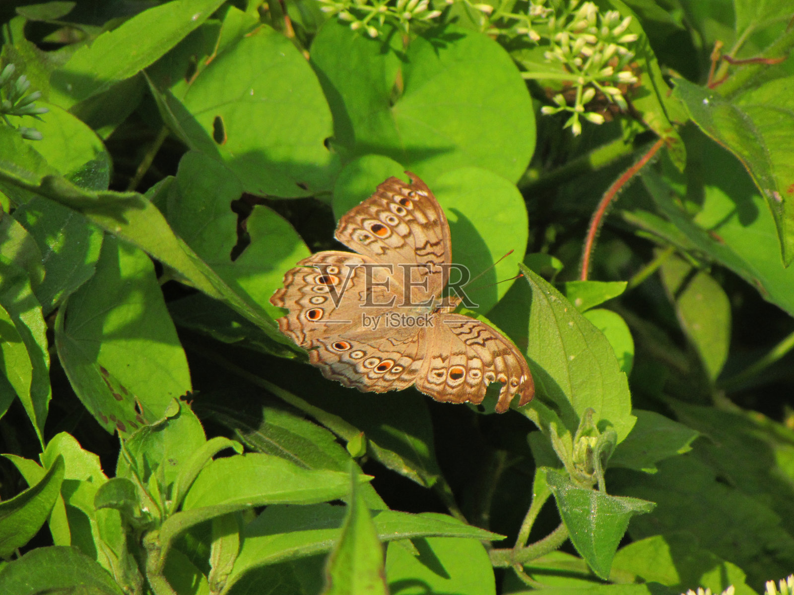 一只蝴蝶栖息在绿色背景的植物上照片摄影图片