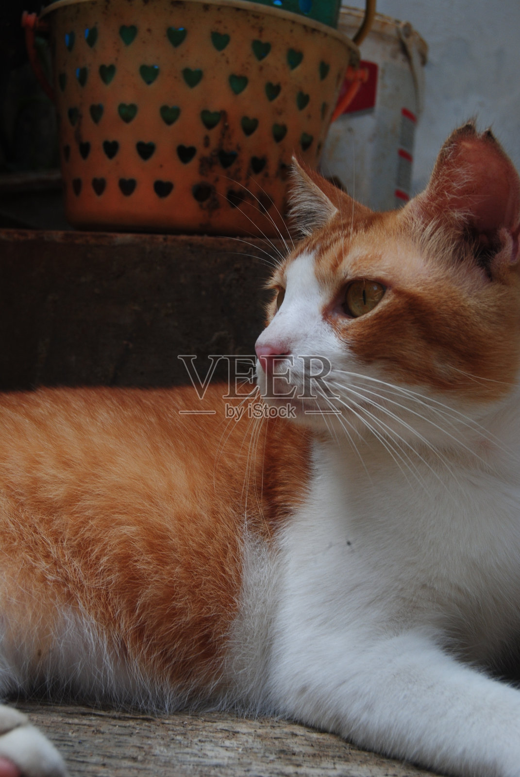 没有思想，只有寒意照片摄影图片