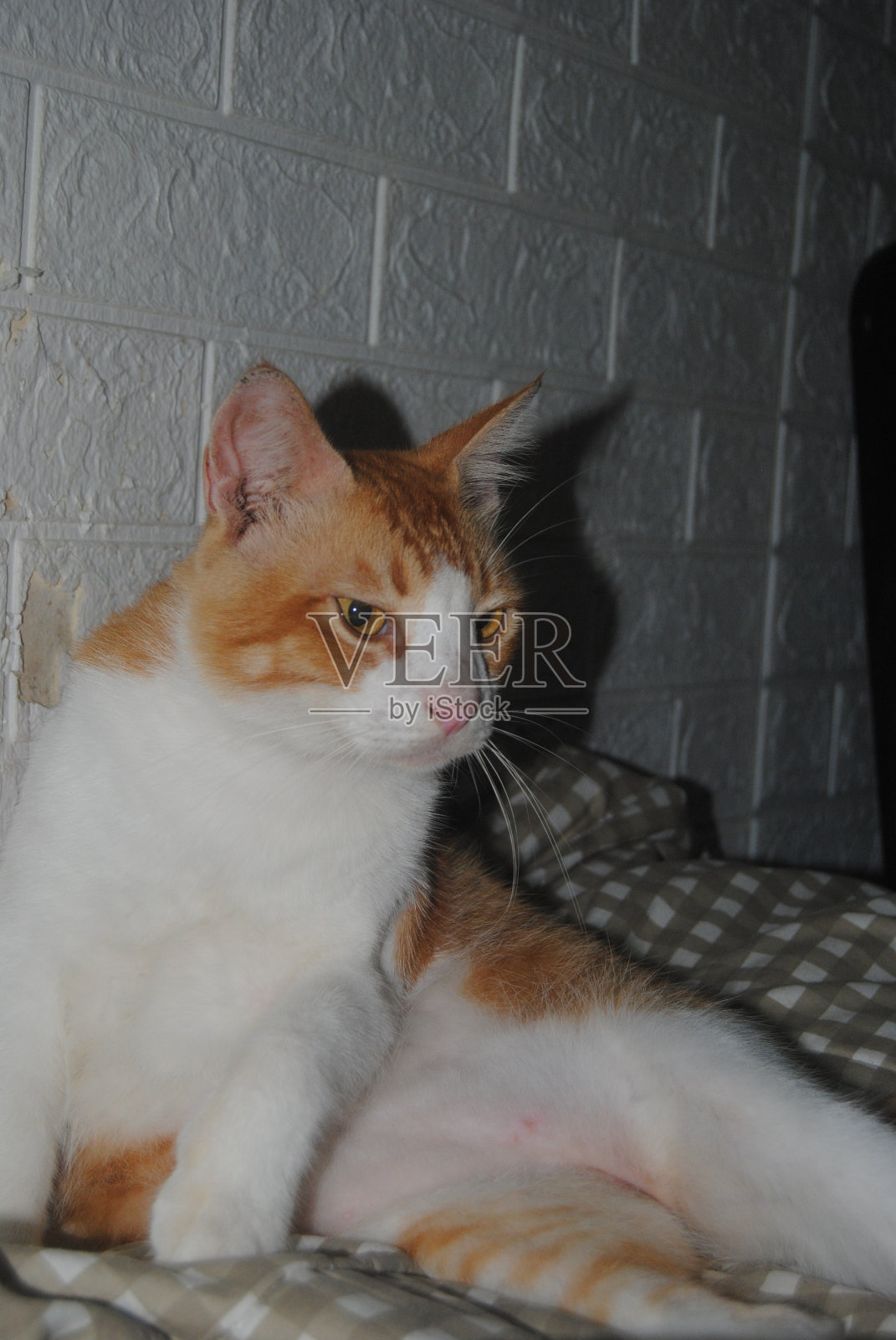 爱睡虫照片摄影图片