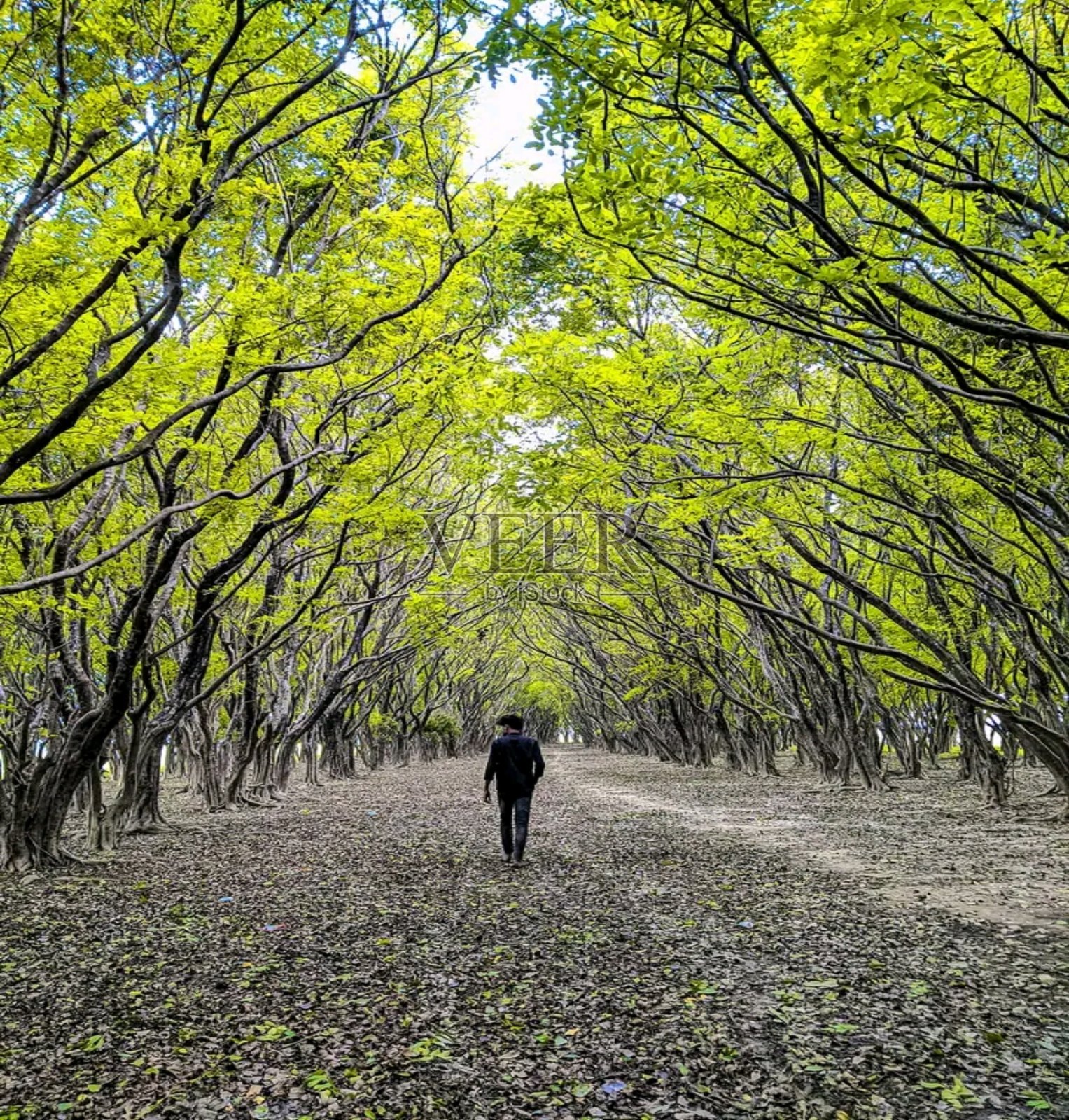 一个男人正走在两边的树之间。照片摄影图片