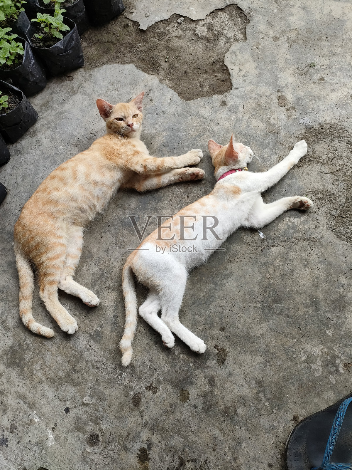 两只猫睡在一起照片摄影图片