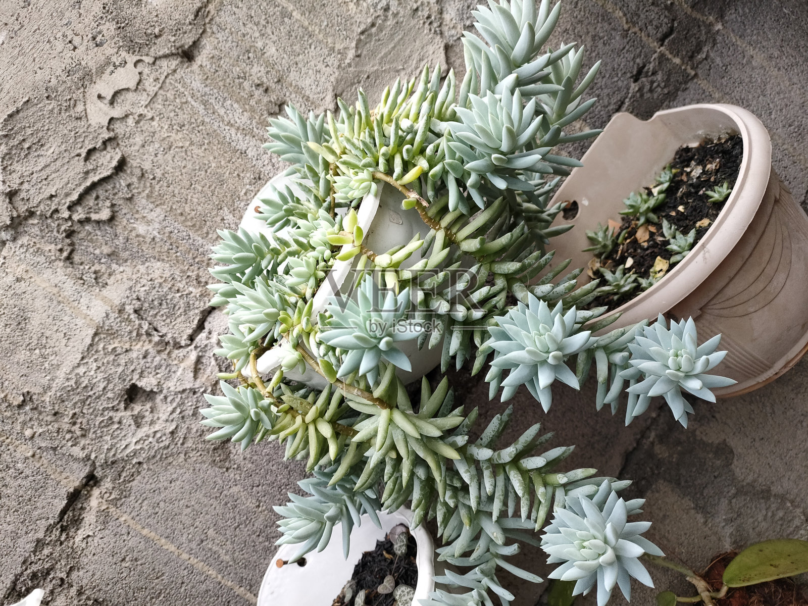 多肉龙葵照片摄影图片