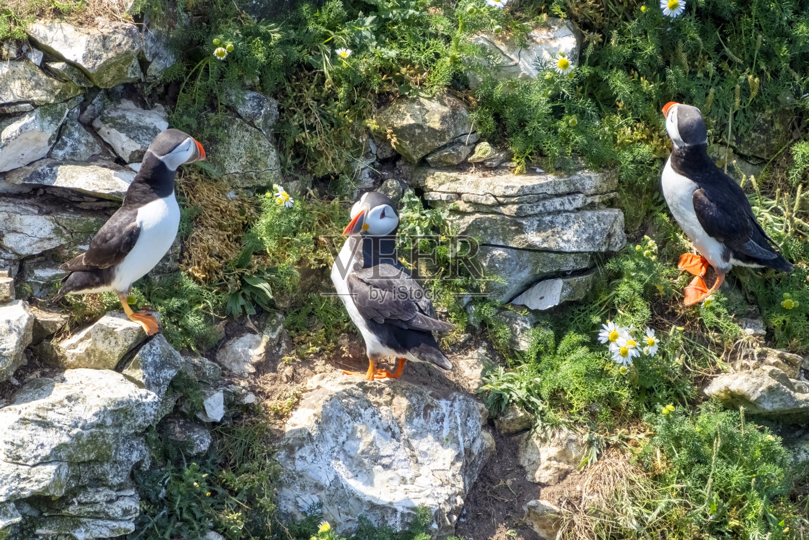 汉普顿悬崖上的海雀照片摄影图片