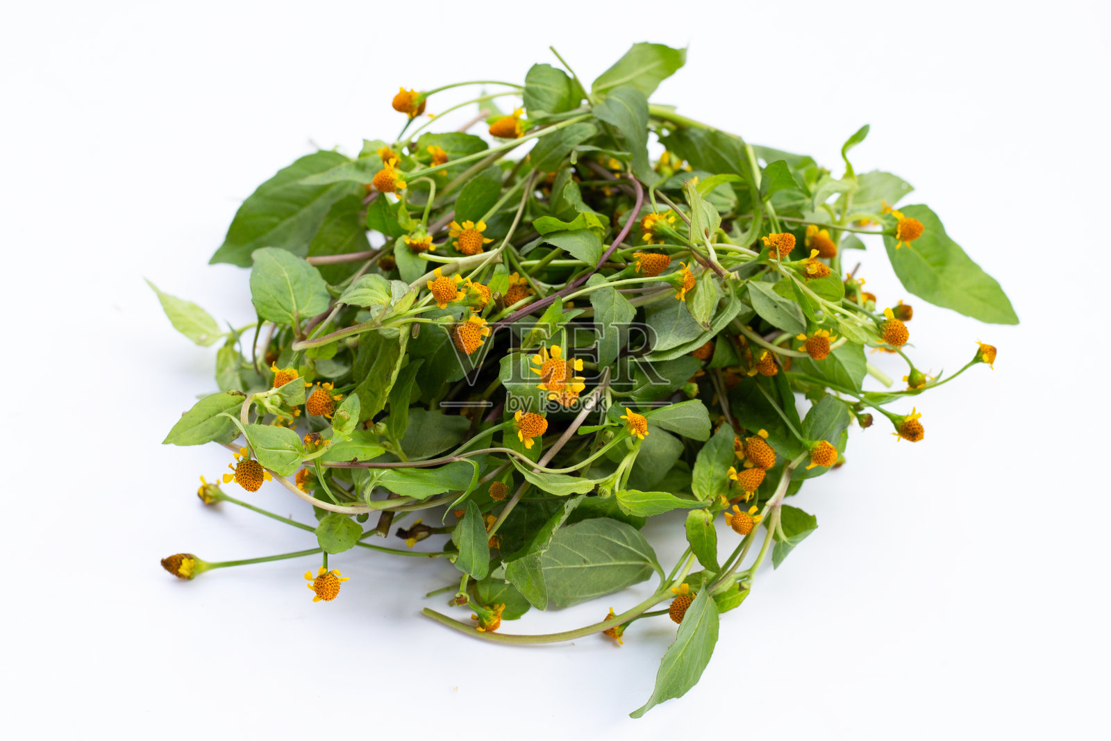 黄色的花与绿色的叶子，在白色的背景或牙痛植物照片摄影图片