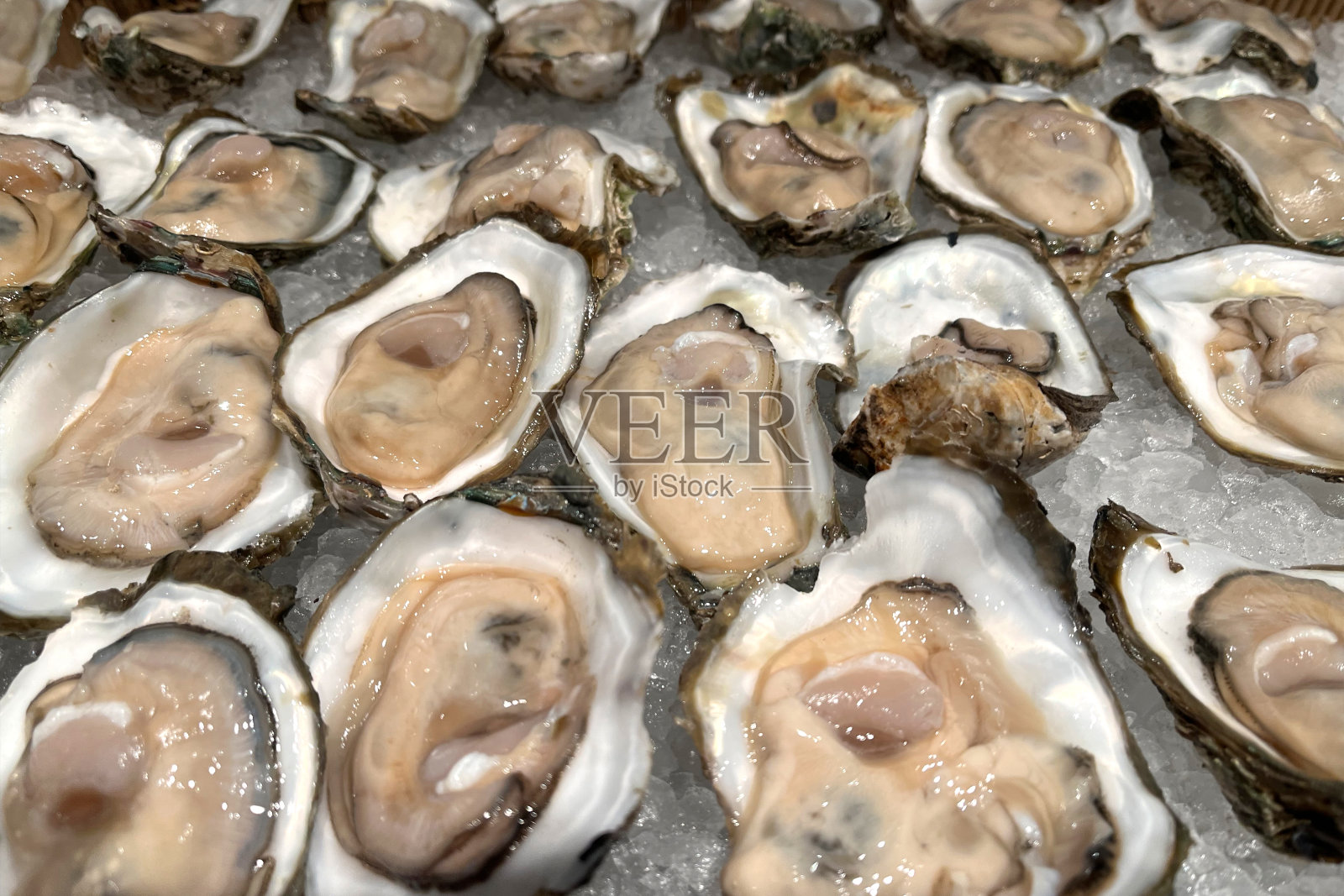 刚开的冰生蚝照片摄影图片