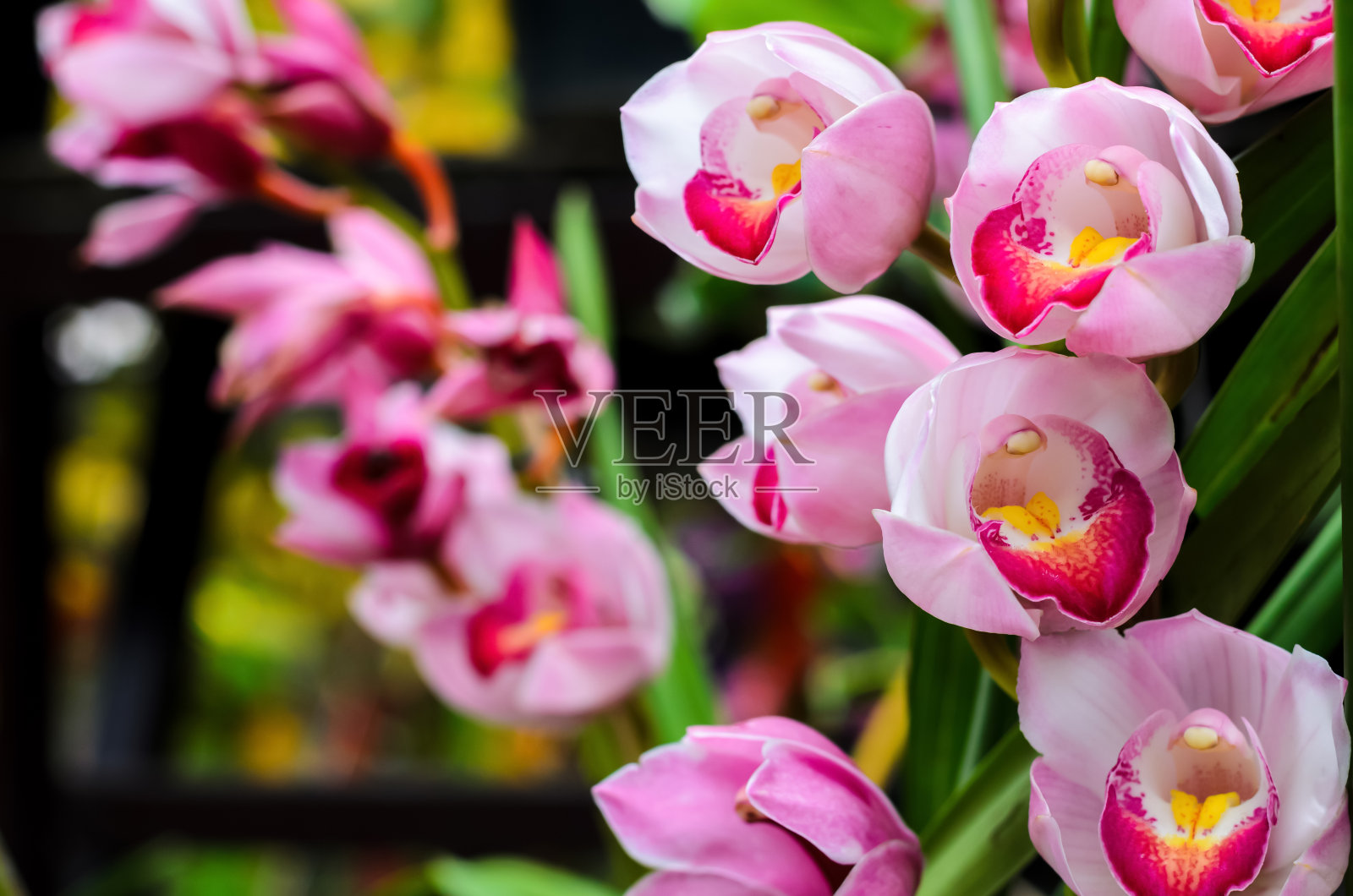 粉红色的一簇蕙兰照片摄影图片