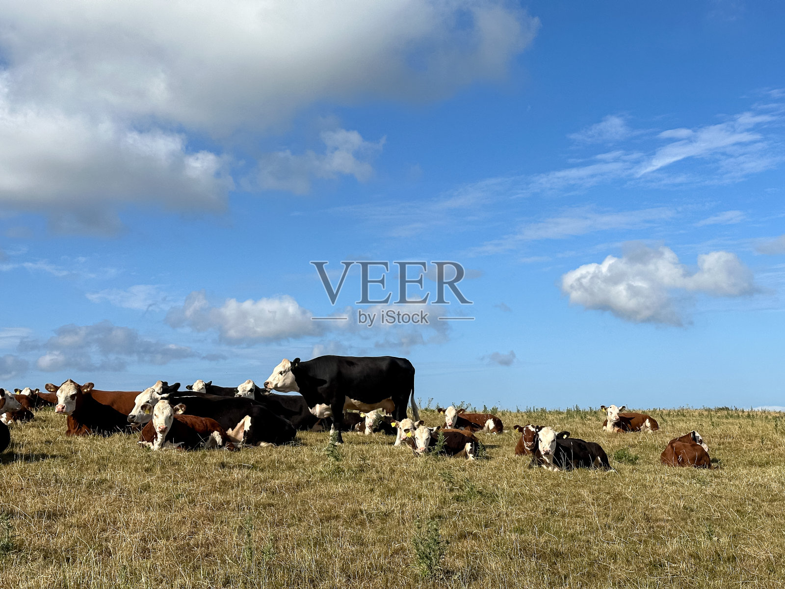 牛在自然界放牧。照片摄影图片