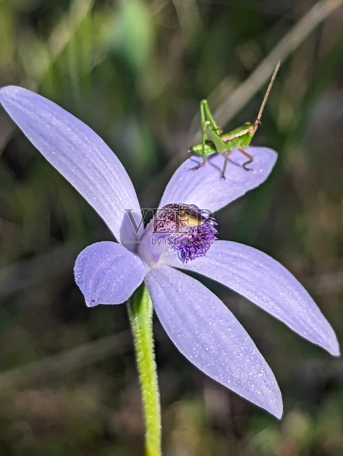 一只绿色的蚱蜢在一朵蓝色的花上照片摄影图片