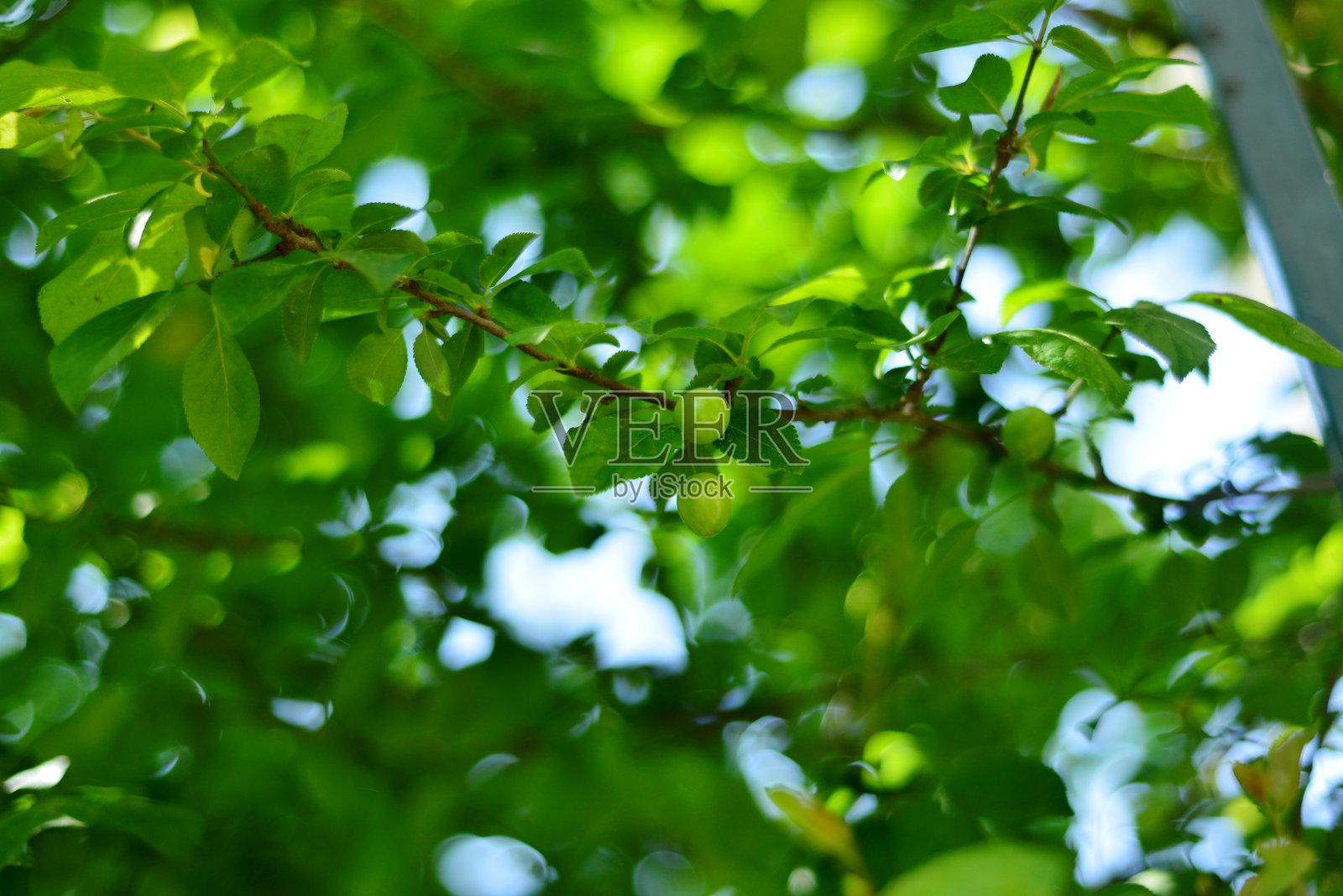 树枝上的有机李子照片摄影图片