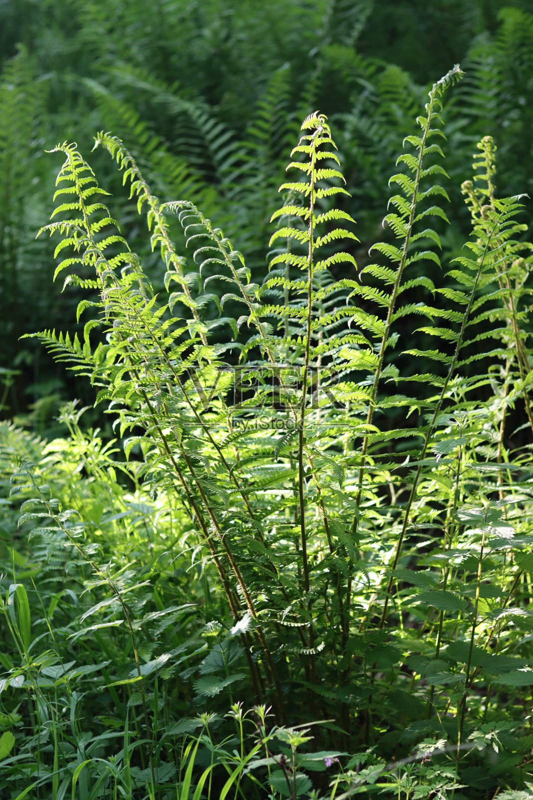 在阳光照射下的林地中蕨类植物的近照照片摄影图片