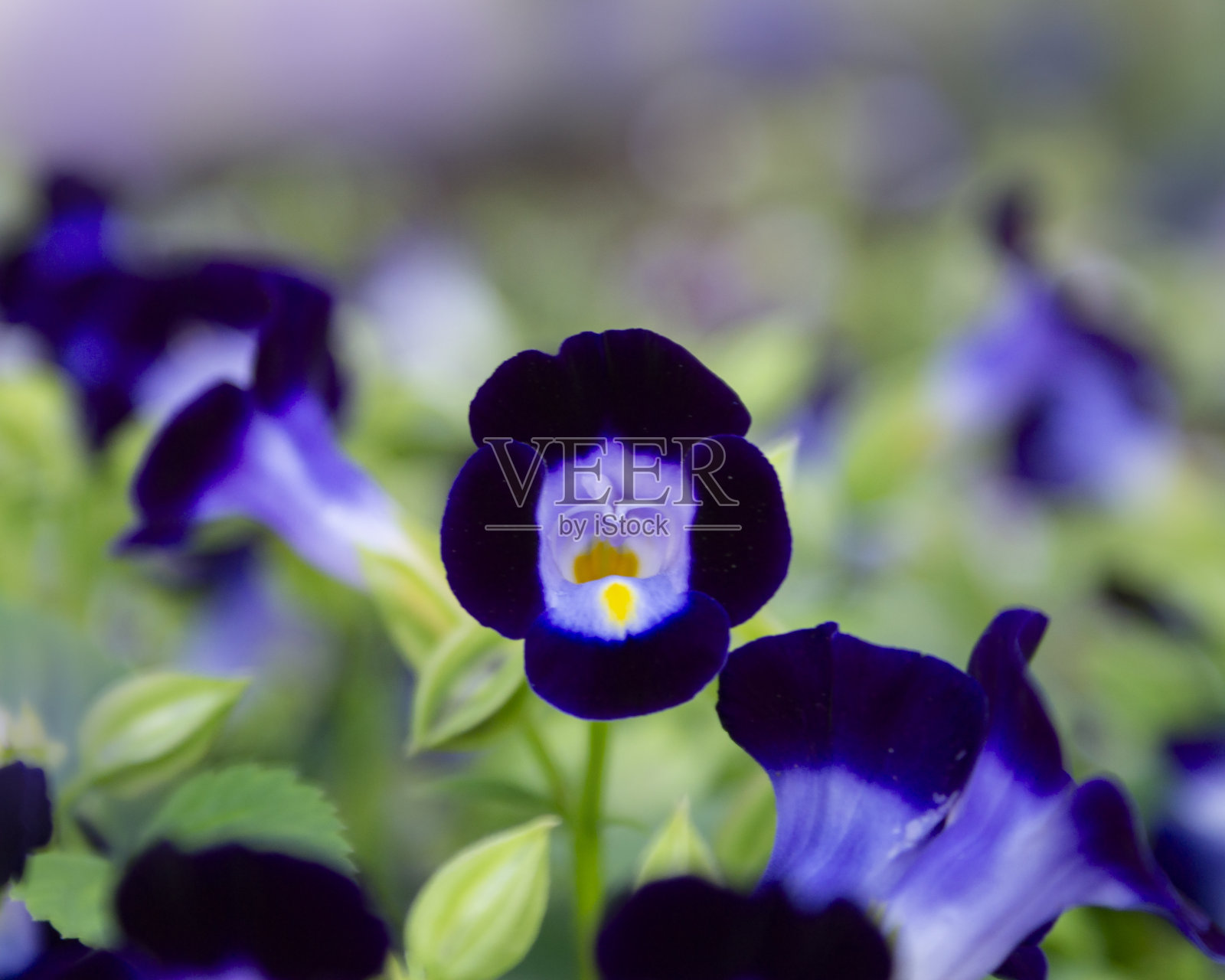 花的颜色之美照片摄影图片