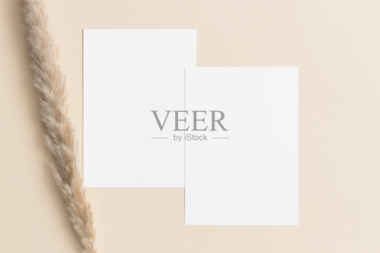 米色的桌子上放着两张带有潘帕斯草原装饰的白色邀请卡。5x7的比例，类似于A6、A5。照片摄影图片